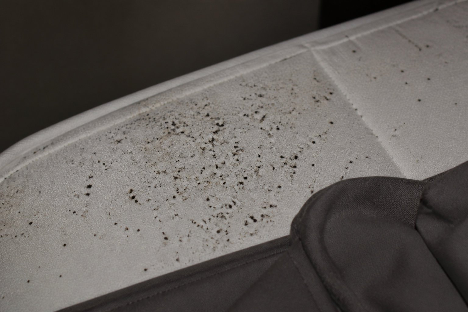 Reconnaître et diagnostiquer une infestation de punaises de lit